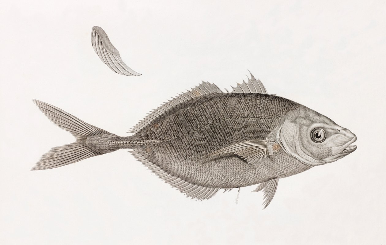 Caranx Lune, zbliżenie autorstwa Unbekannt