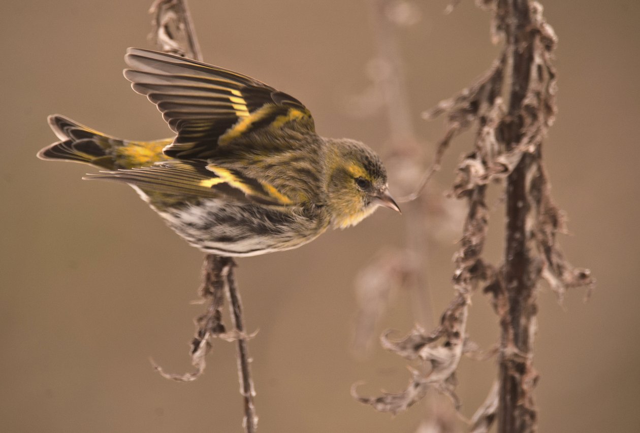 Carduelis spinus/olcha pospolita/czyż zwyczajny autorstwa William M. Timlin