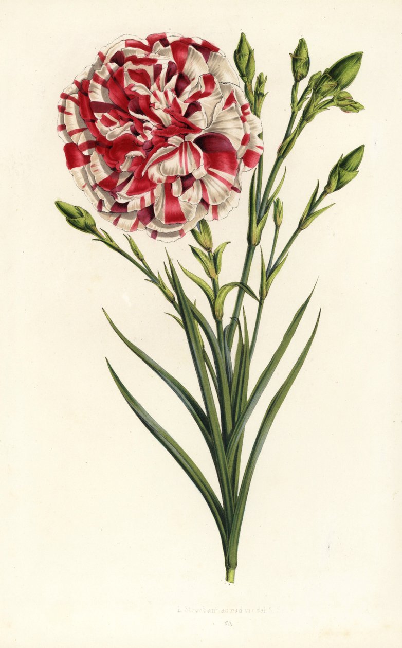 Hybryda goździka, Louis Napoleon, Dianthus caryophyllus. Ręcznie kolorowana litografia z dzieła Louisa van Houtte