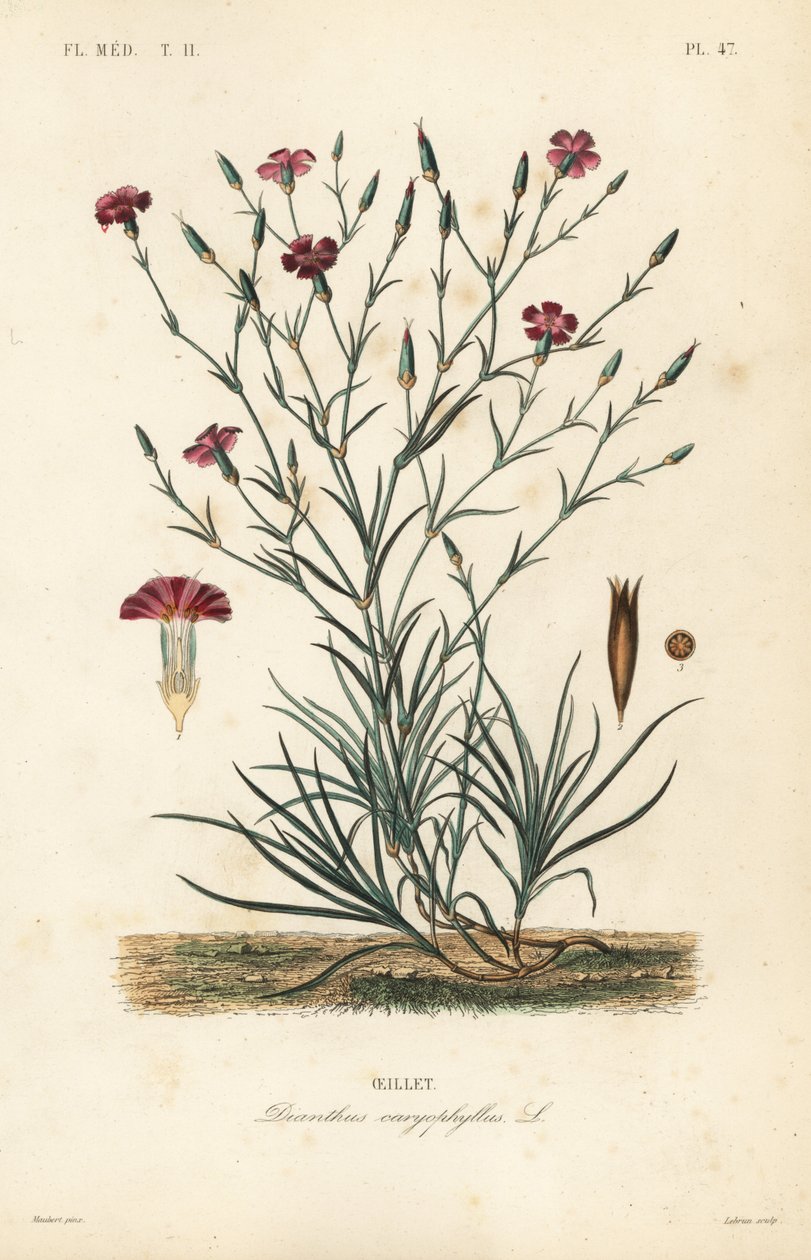 Goździk lub goździk różowy, Dianthus caryophyllus, Oeillet autorstwa Unbekannt
