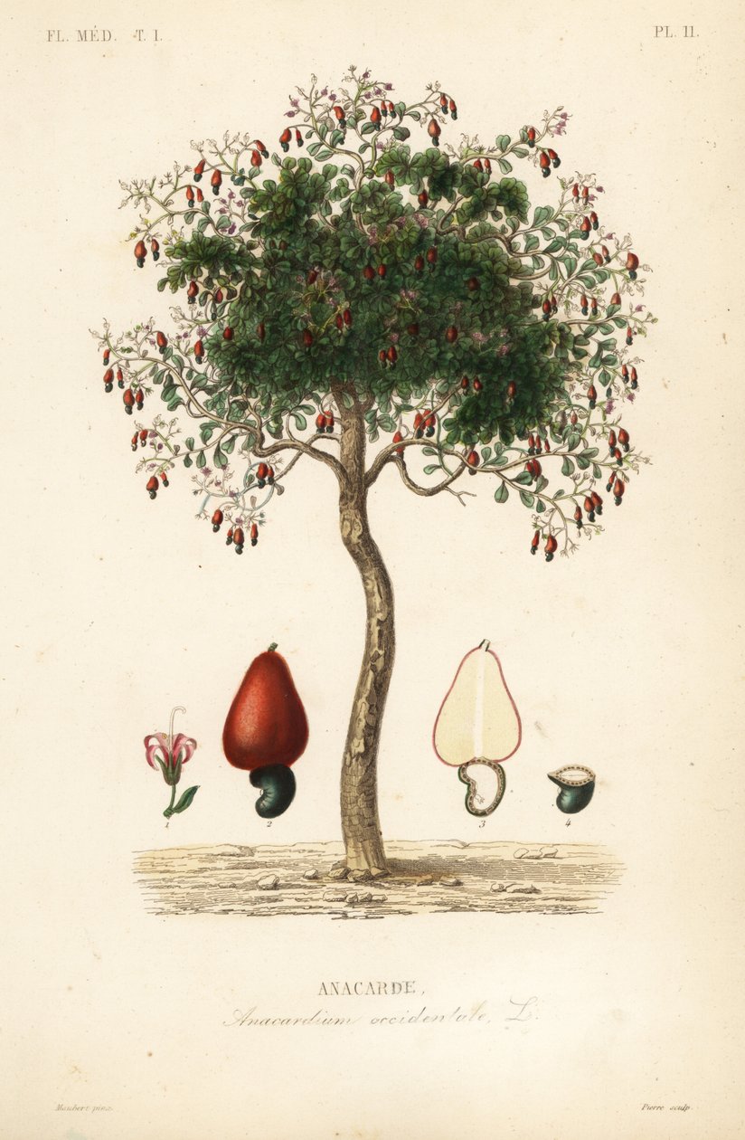 Drzewo nerkowca lub drzewo orzecha nerkowca, Anacardium occidentale, Anacarde autorstwa Unbekannt