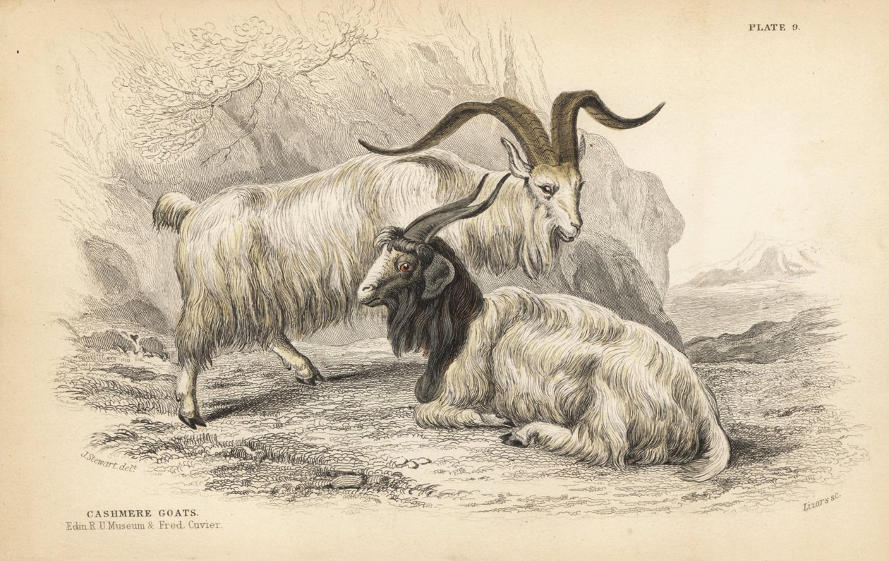 Koza kaszmirska, Capra hircus lanigera. Królewskie Muzeum Uniwersyteckie w Edynburgu i Frederick Cuvier. Ręcznie kolorowany staloryt Lizarsa na podstawie ilustracji Jamesa Stewarta z William Jardine