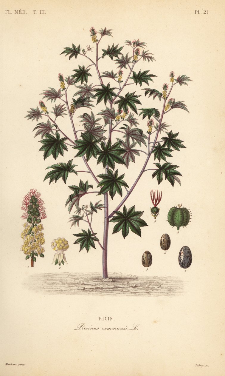 rącznik pospolity lub rącznik pospolity, Ricinus communis, Ricin autorstwa Unbekannt