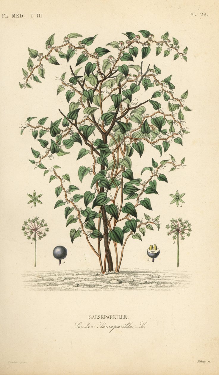 Kot greenbriar lub catbriar, Smilax glauca, Smilax sarsaparilla, Salsepareille, Ręcznie barwiony staloryt autorstwa Debraya według ilustracji botanicznej autorstwa Edouarda Mauberta z Pierre Oscar Reveil, A autorstwa Unbekannt