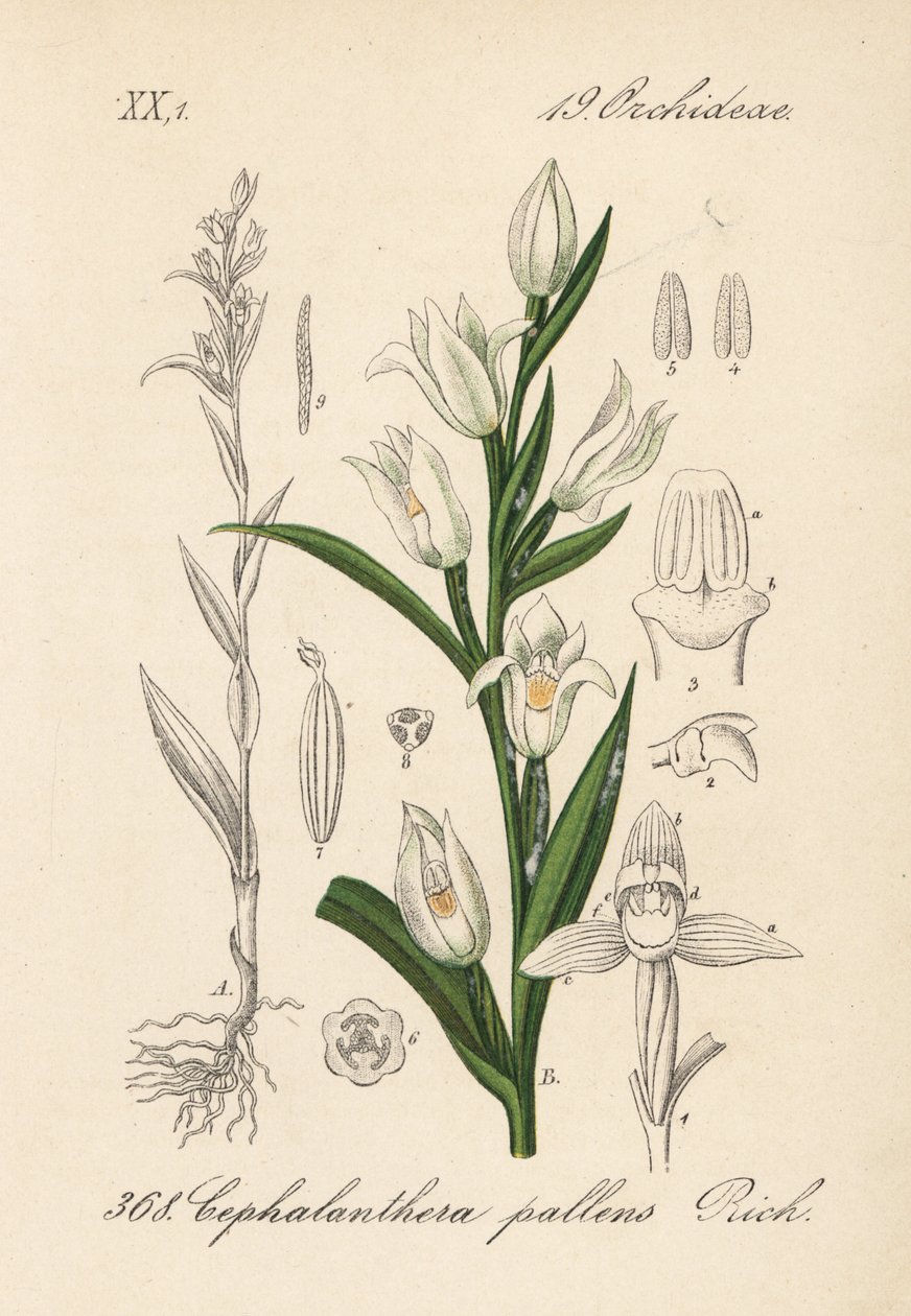Cephalanthere ma epe lub długolistny - Ciemiernik mieczolistny, Cephalanthera longifolia (Cephalanthera pallens). Ręcznie kolorowana litografia z Flory Niemiec (Flora von Deutschland) Diedericha von Schlechtendala, Jena autorstwa Unbekannter Künstler