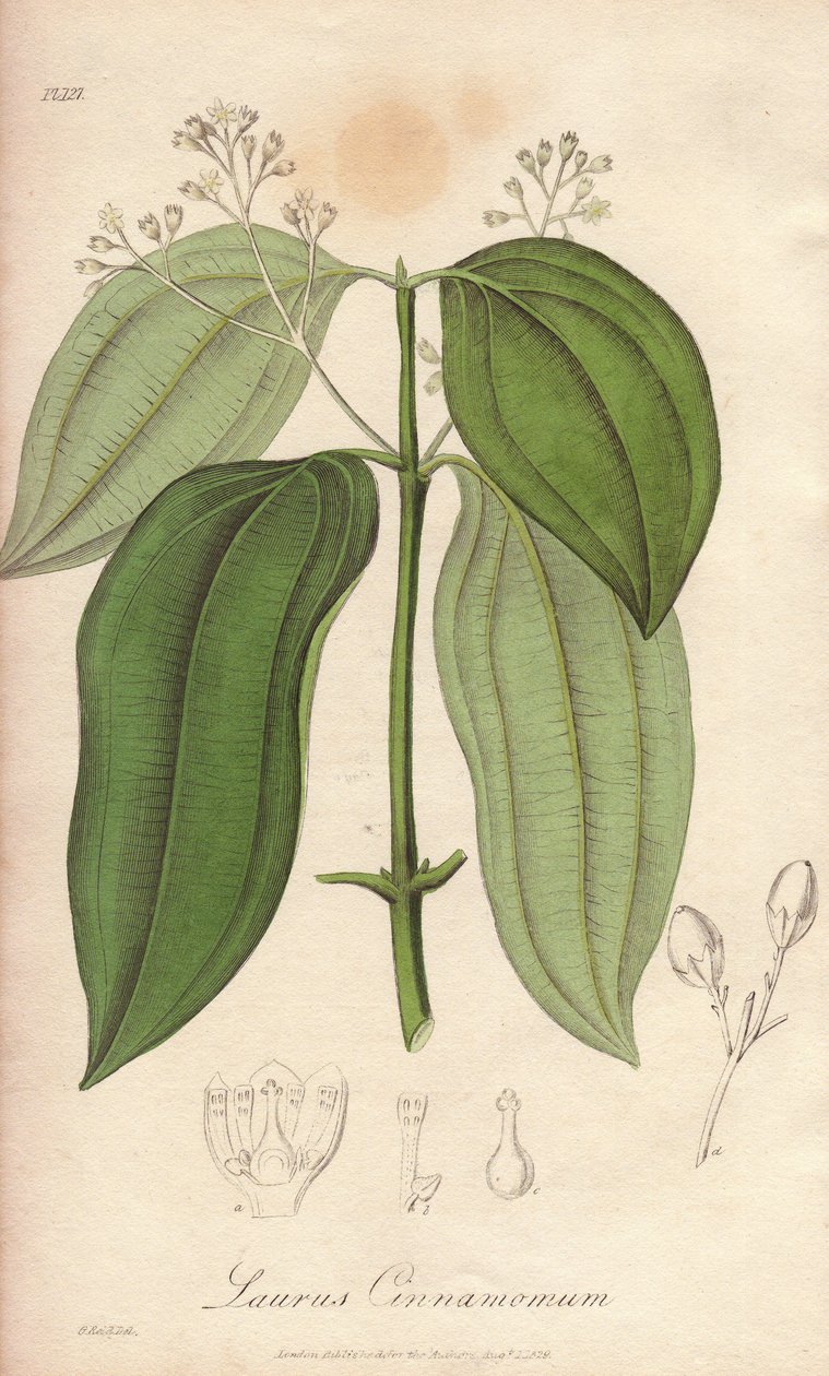 Flaszowiec cejloński (Cinnamomum verum) - mocna woda autorstwa Williama Clarke