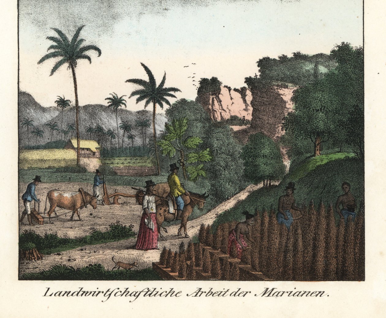 Rolnicy Chamarro orzący pole i rzeźbiący rzędy plantacji na Archipelagu Marianów (USA). Ilustracja z książki Voyage Around the World (1824) autorstwa Louisa de Freycineta (1779-1842). Litografia do książki: "Galerie complete en tableaux fideles des peu autorstwa Unbekannter Künstler