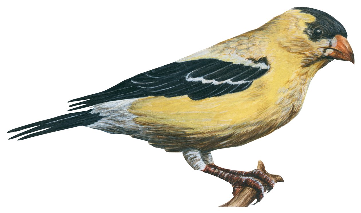 Chardonneret jaune, canari sauvage - Szczygieł (Carduelis tristis) autorstwa Unbekannter Künstler