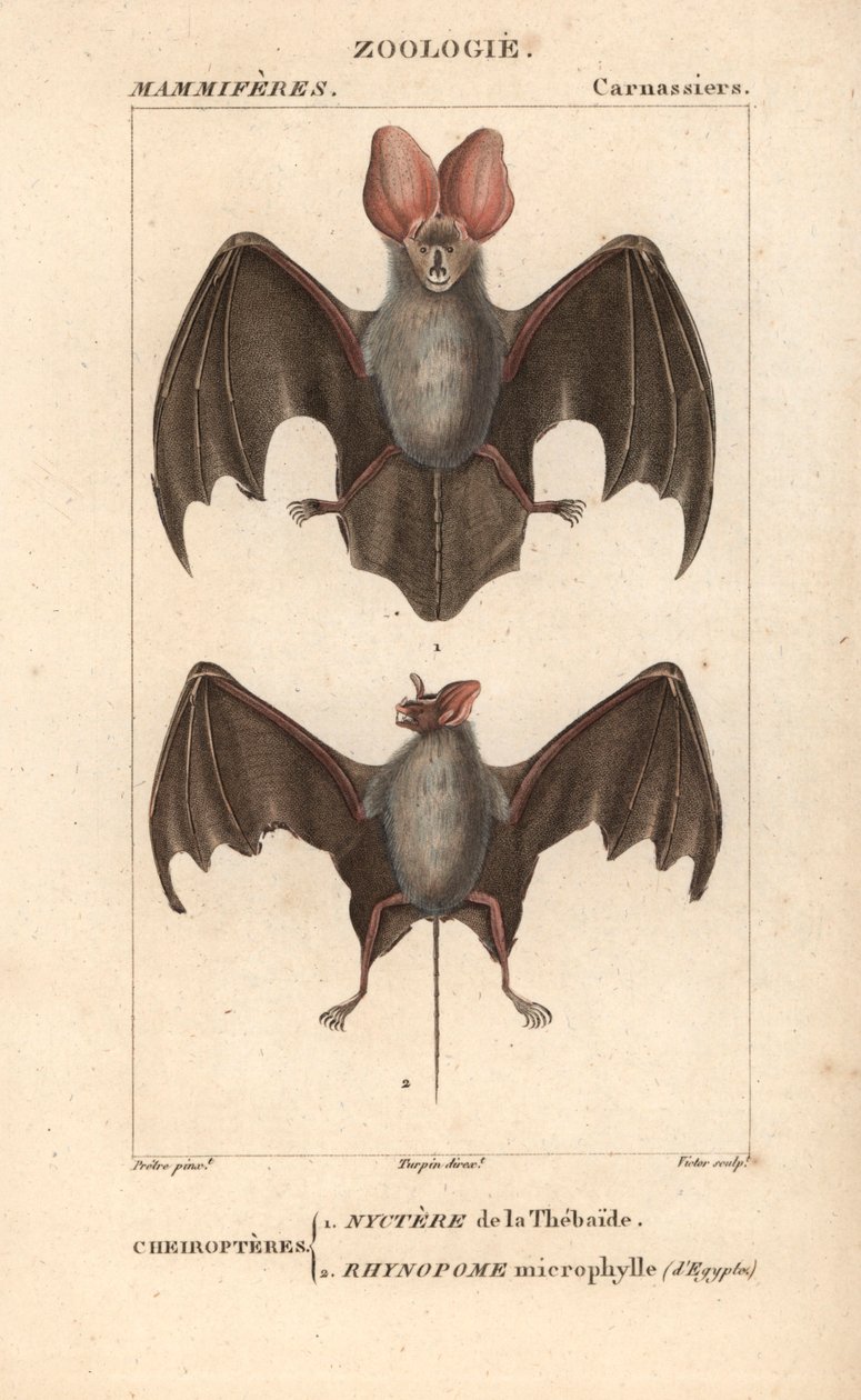 Cheiroptere (chiroptere): nyctere z Thebaide i rhynopome microphyll z Egiptu - Eau forte Jean Gabriel Pretre (1780-1845), rytowane przez Carnonkel, do słownika nauk przyrodniczych: ssaki Frederica Cuviera, pod redakcją Pierre Jean Francois Tu autorstwa Unbekannter Künstler