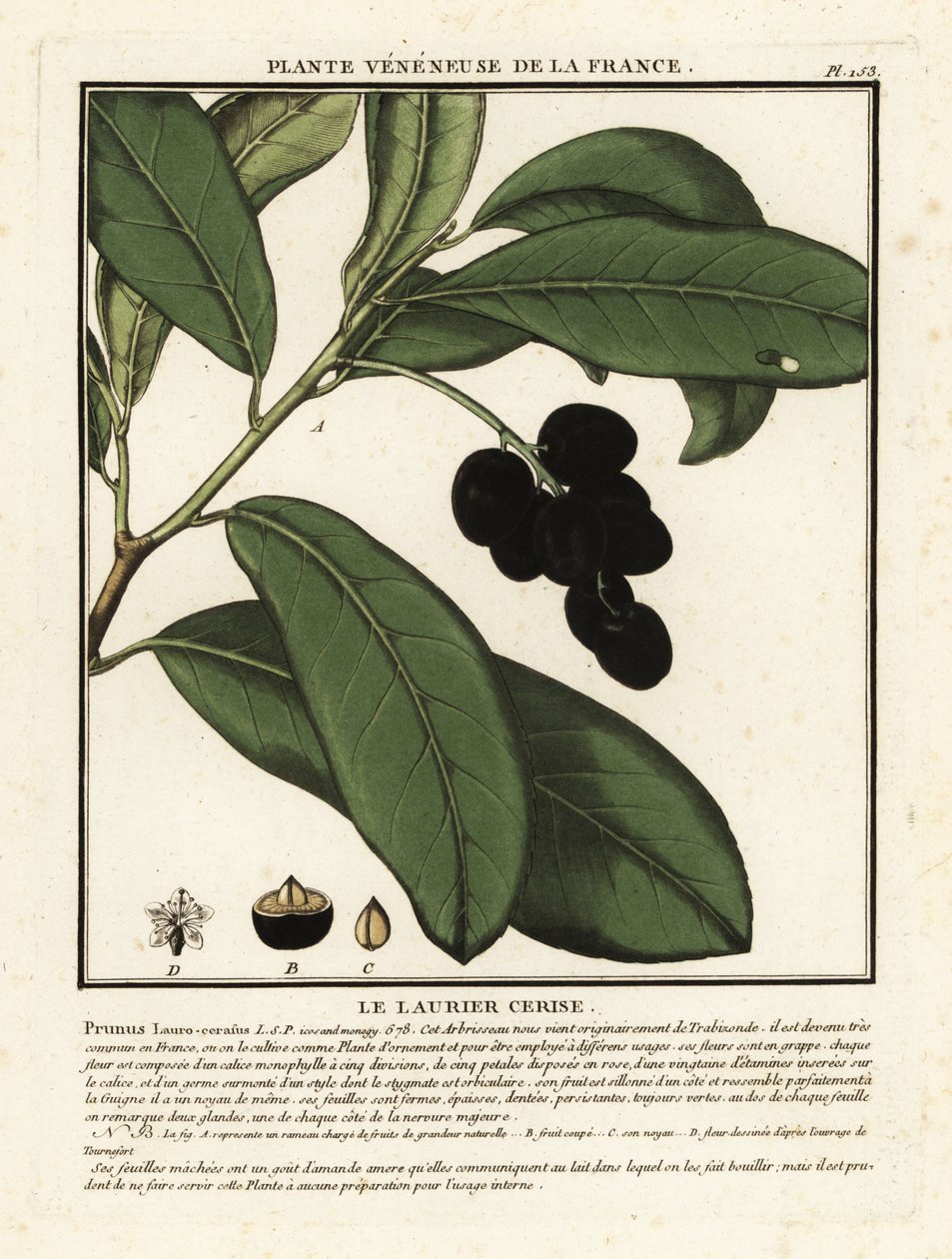 Wawrzyn czereśniowy, Prunus laurocerasus. autorstwa Unbekannter Künstler