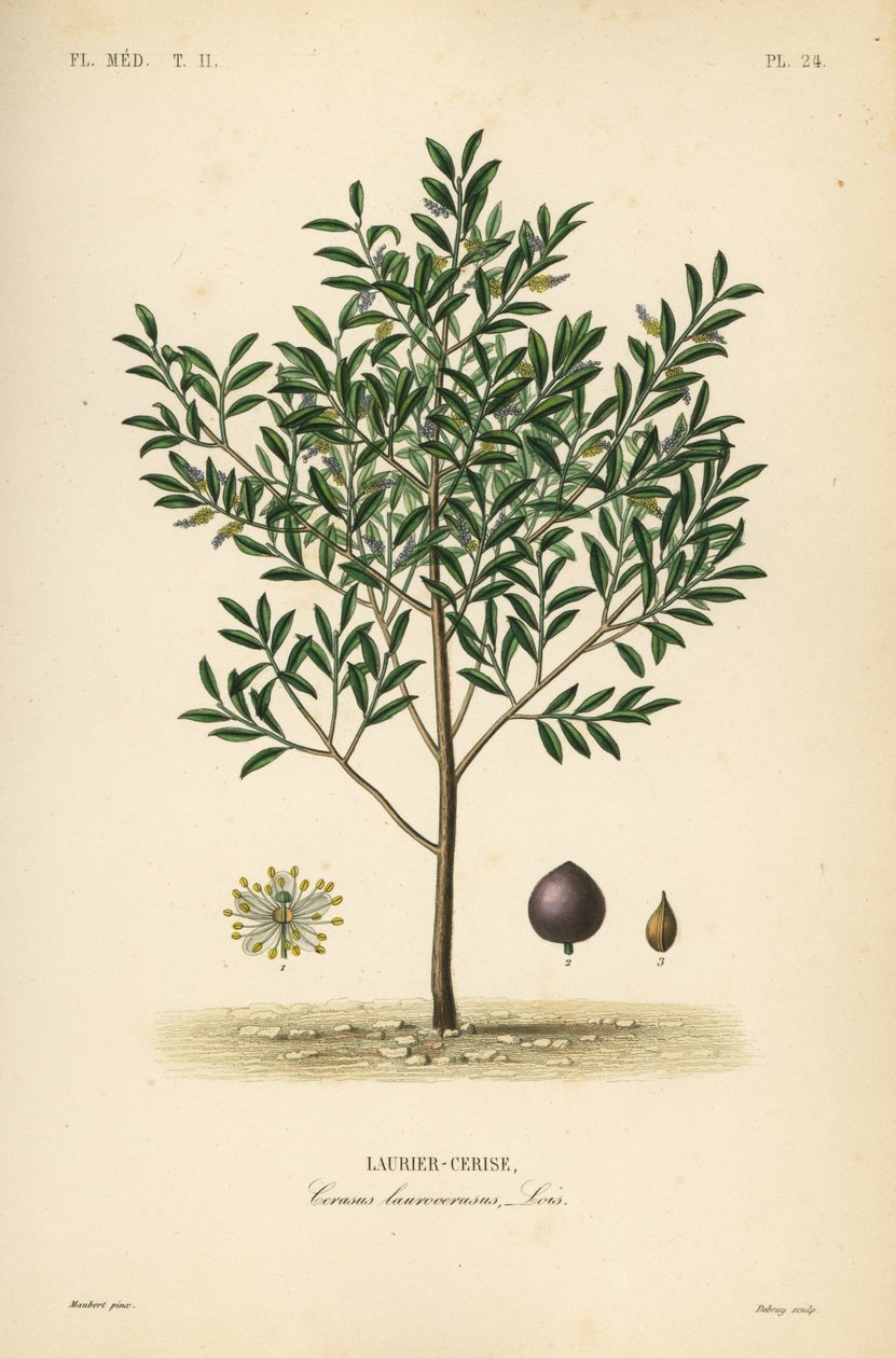 Wawrzyn czereśniowy lub drzewo laurowe angielskie, Prunus laurocerasus, Cerasus laurocerasus, Laurier-cerise autorstwa Unbekannt