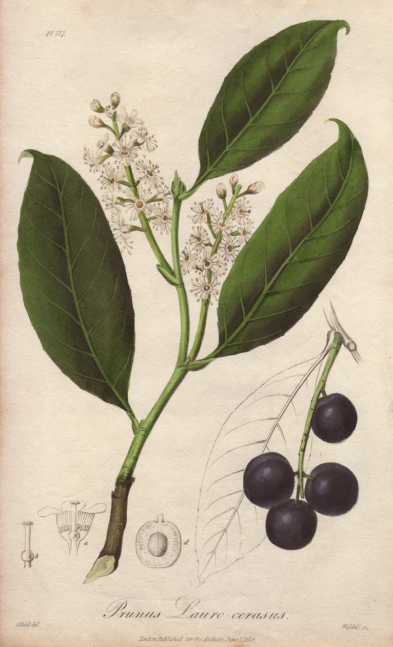 Wiśniowy wawrzyn lub migdałowiec laurowy lub wawrzyn pame lub wawrzyn trebizonde (Prunus Lauro-cerasus) - rysunek Williama Clarke