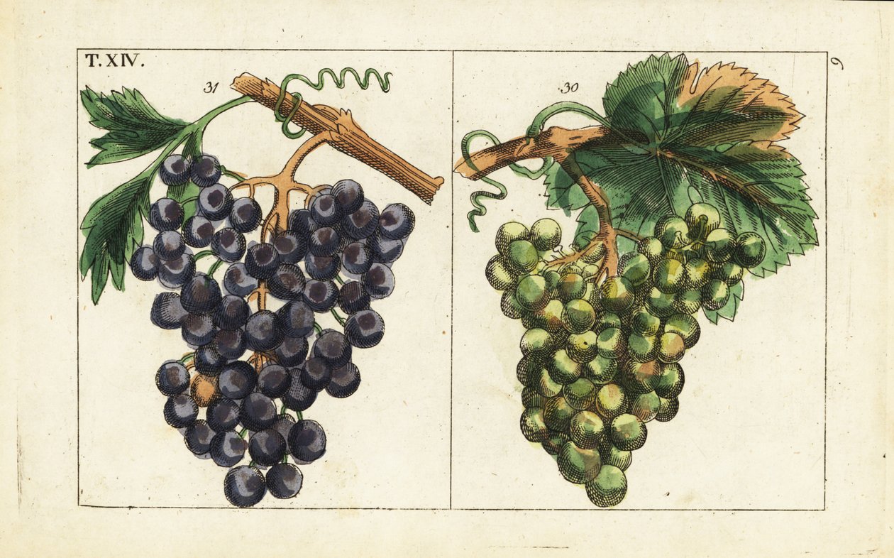 Winogrona Chiavenna, winogrona Pinot noir, Vitis vinifera. autorstwa Unbekannter Künstler