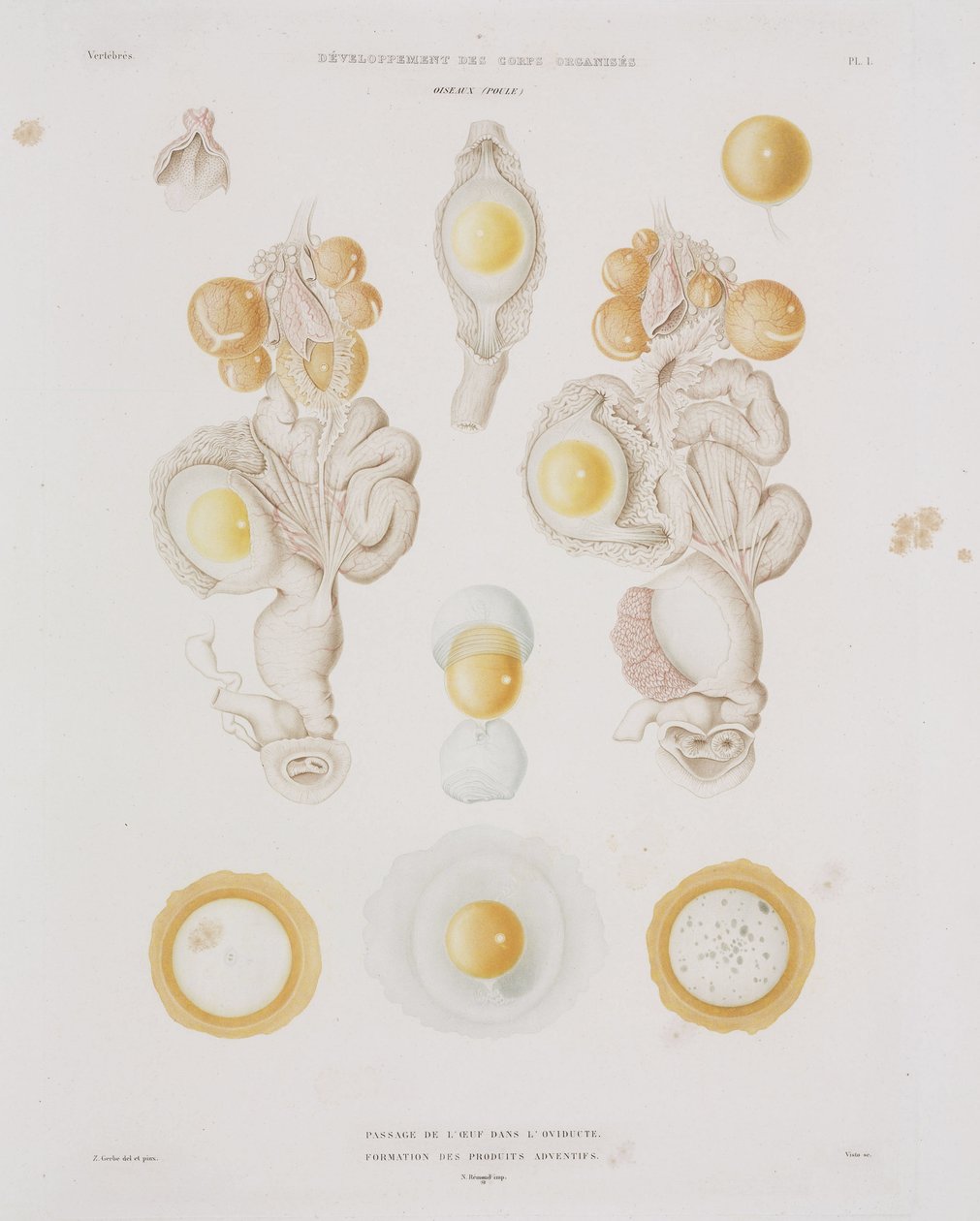 Jajo kurze w jajowodzie, ok. 1847-1859 autorstwa Unbekannt
