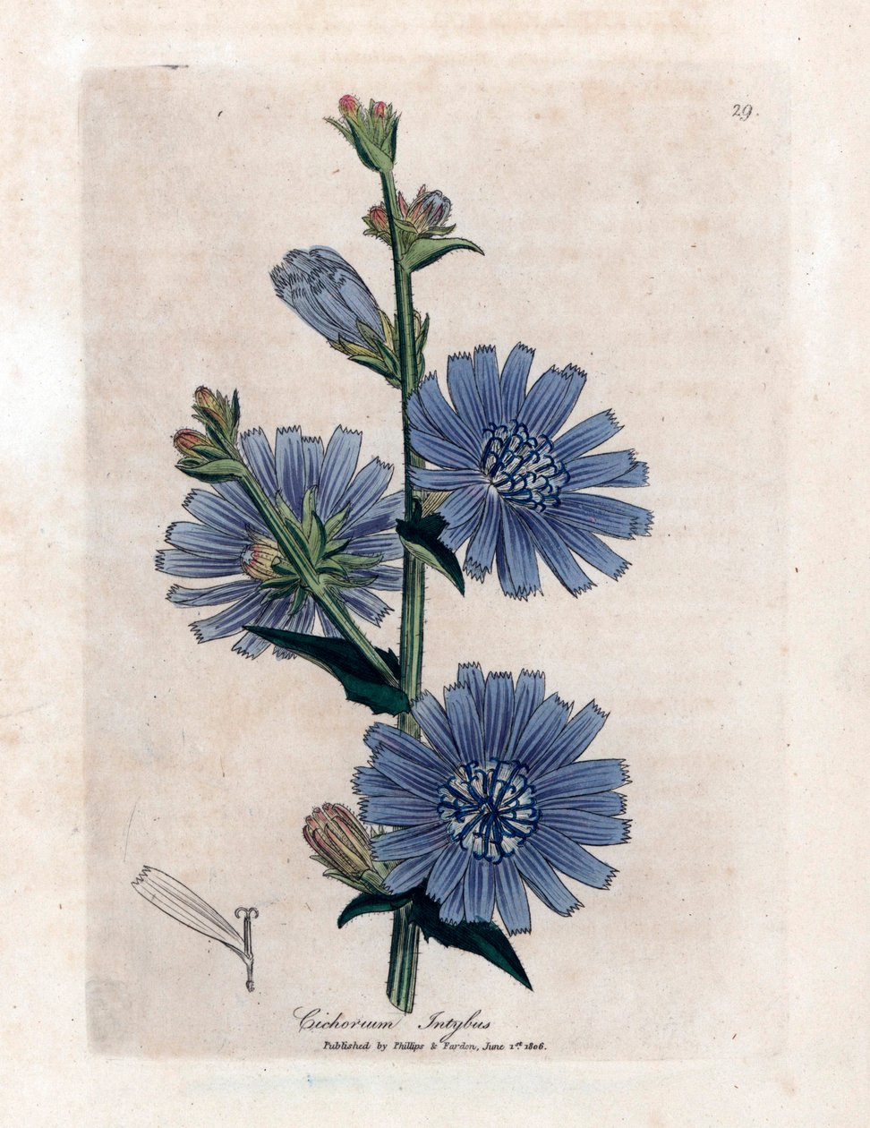 Cykoria podróżnik (Cichorium intybus) James Sowerby "Medical Botany" William Woodville i Sir William Jackson Hooker 1832. autorstwa Unbekannter Künstler