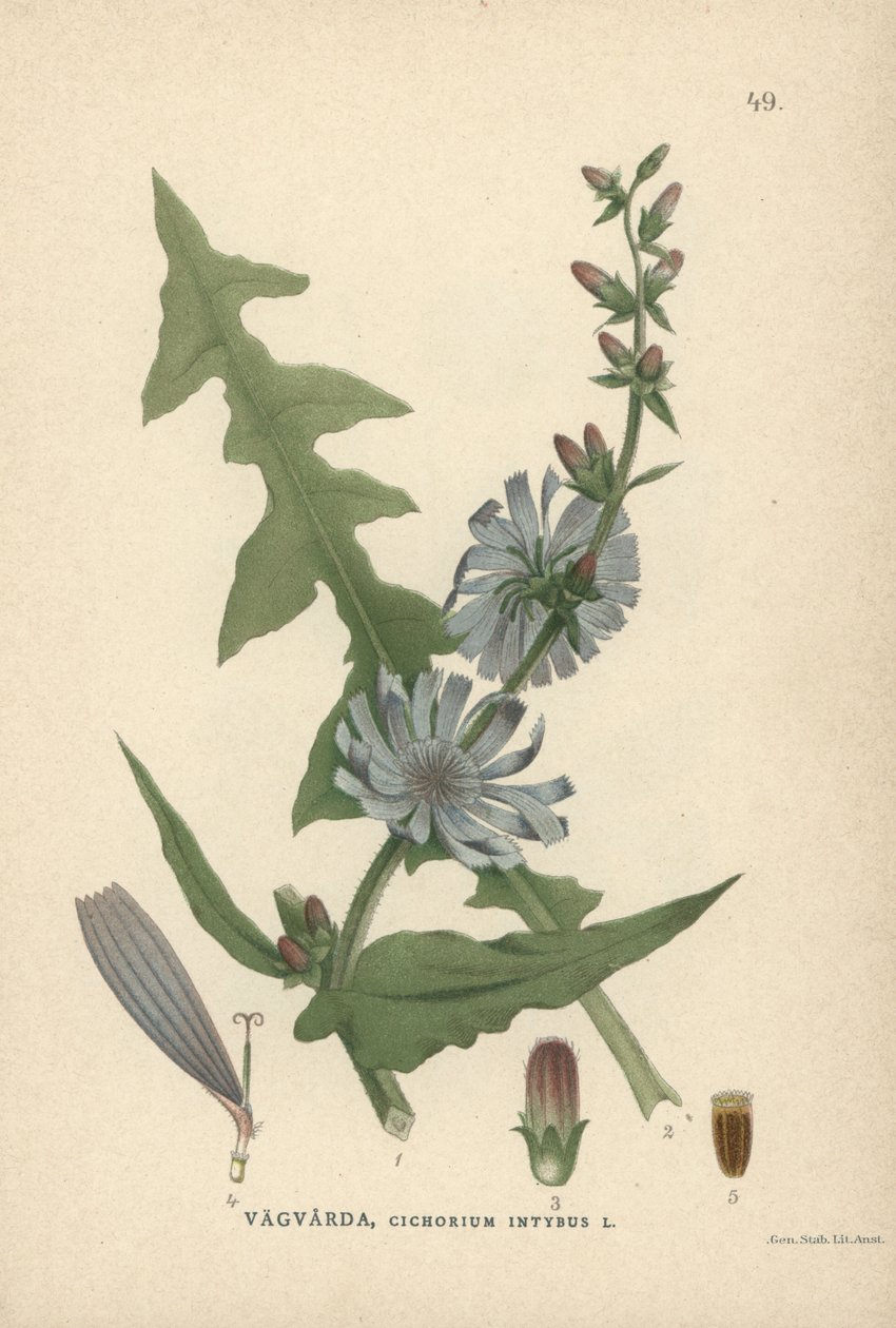 Cykoria, Cichorium intybus autorstwa Unbekannter Künstler