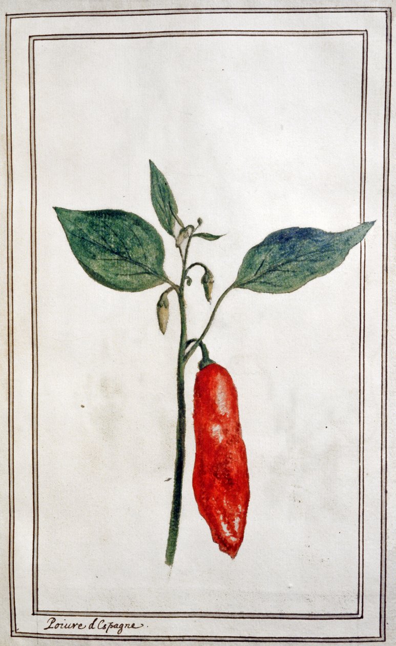 Chili, hiszpańska papryka, ok. 1780-1800 (rycina) autorstwa Unbekannter Künstler