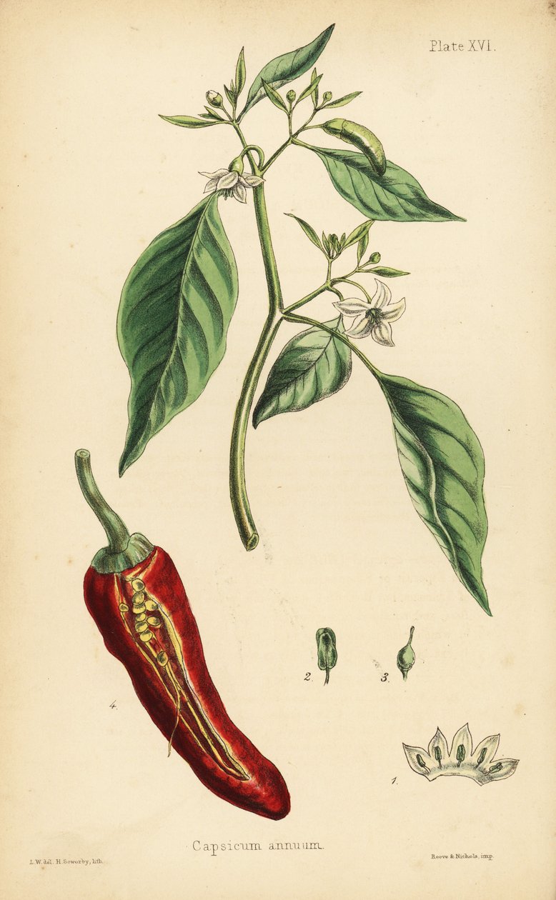 Papryczka chili, Capsicum annuum. Ręcznie kolorowana litografia autorstwa Henry