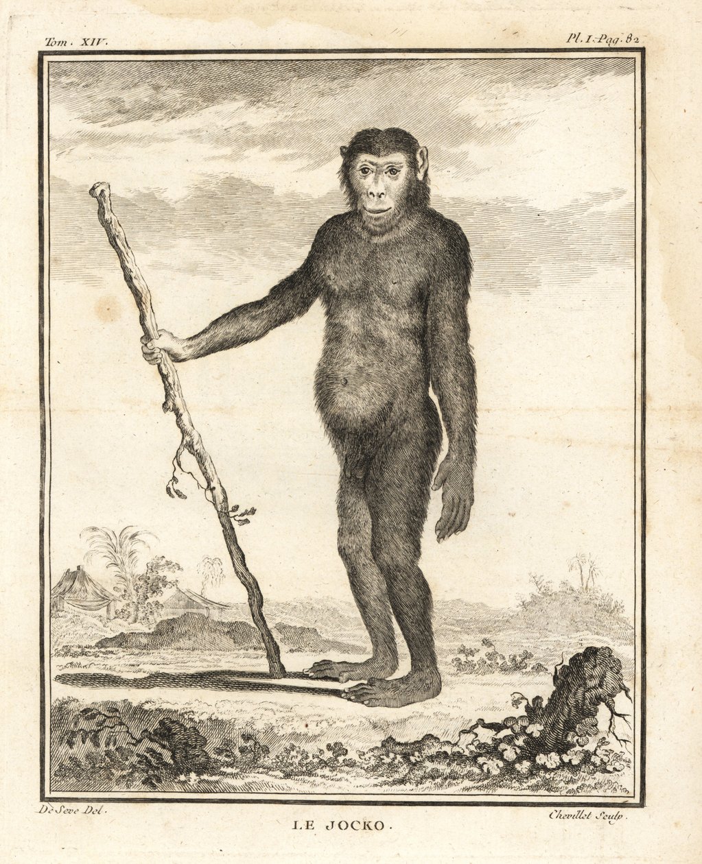 Szympans, Pan troglodytes. Jocko. Zagrożony. Miedzioryt wykonany przez Chevilleta na podstawie ilustracji Jacques