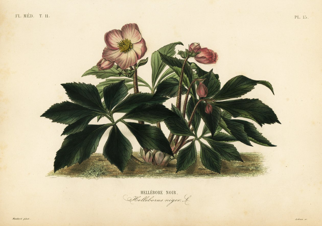 Świąteczna róża lub ciemiernik czarny, Helleborus niger, Hellebore noir autorstwa Unbekannt