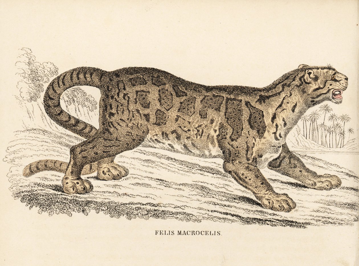 Lampart mętny, Neofelis nebulosa (Felis macrocelis). Wrażliwy. Ręcznie kolorowany staloryt z Galerii Historii Naturalnej Georga Friedricha Treitschke, Naturhistorischer Bildersaal des Thierreiches, Liepzig-1842. autorstwa Unbekannter Künstler