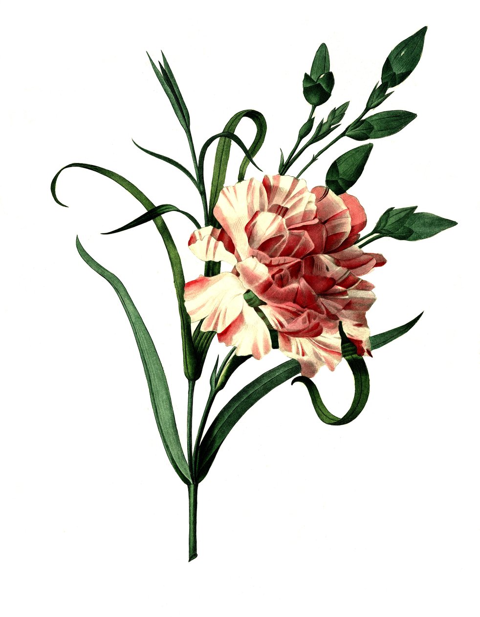 Goździk różowy (Dianthus caryophyllus) lub goździk szlachetny, goździk ogrodowy autorstwa Unbekannter Künstler