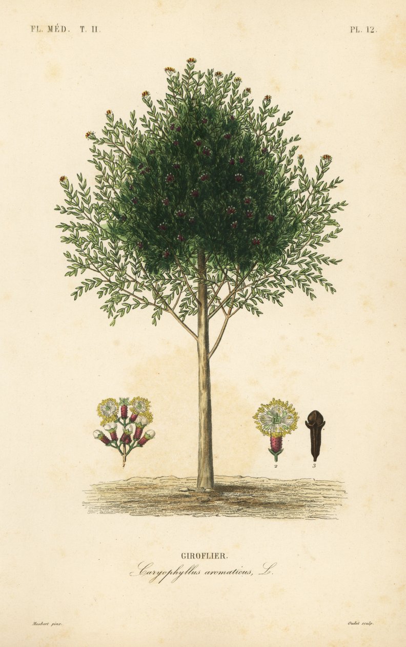 Goździkowiec, Syzygium aromatyczny, Caryophyllus aromatyczny, Giroflier autorstwa Unbekannt
