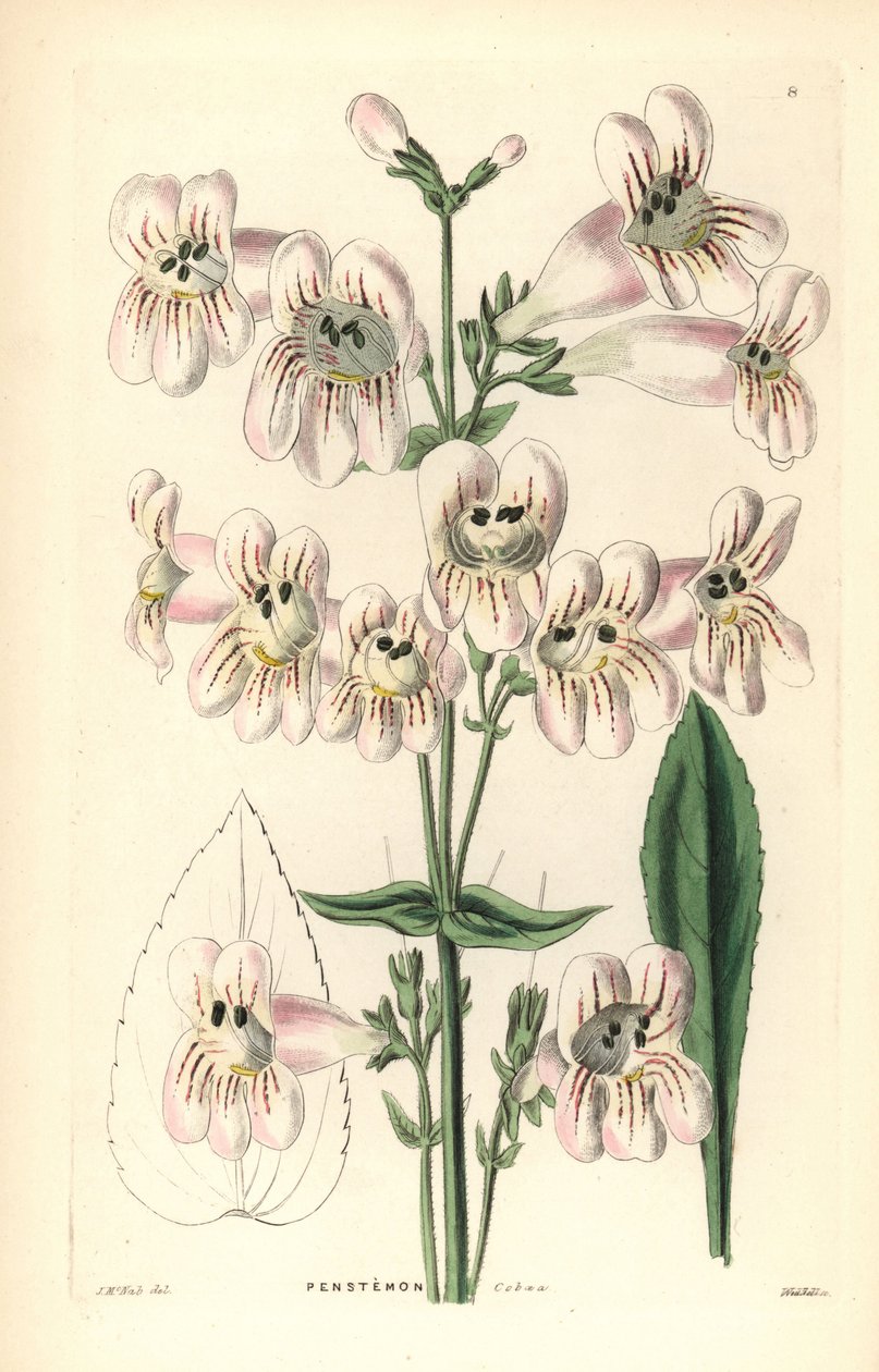 Penstemon o kwiatach cobaea, Penstemon cobaea. Ręcznie kolorowany miedzioryt Weddella według J. McNaba z "Ornamental Flower Garden and Shrubbery" Johna Lindleya i Roberta Sweeta, G. Willis, Londyn. autorstwa Unbekannter Künstler