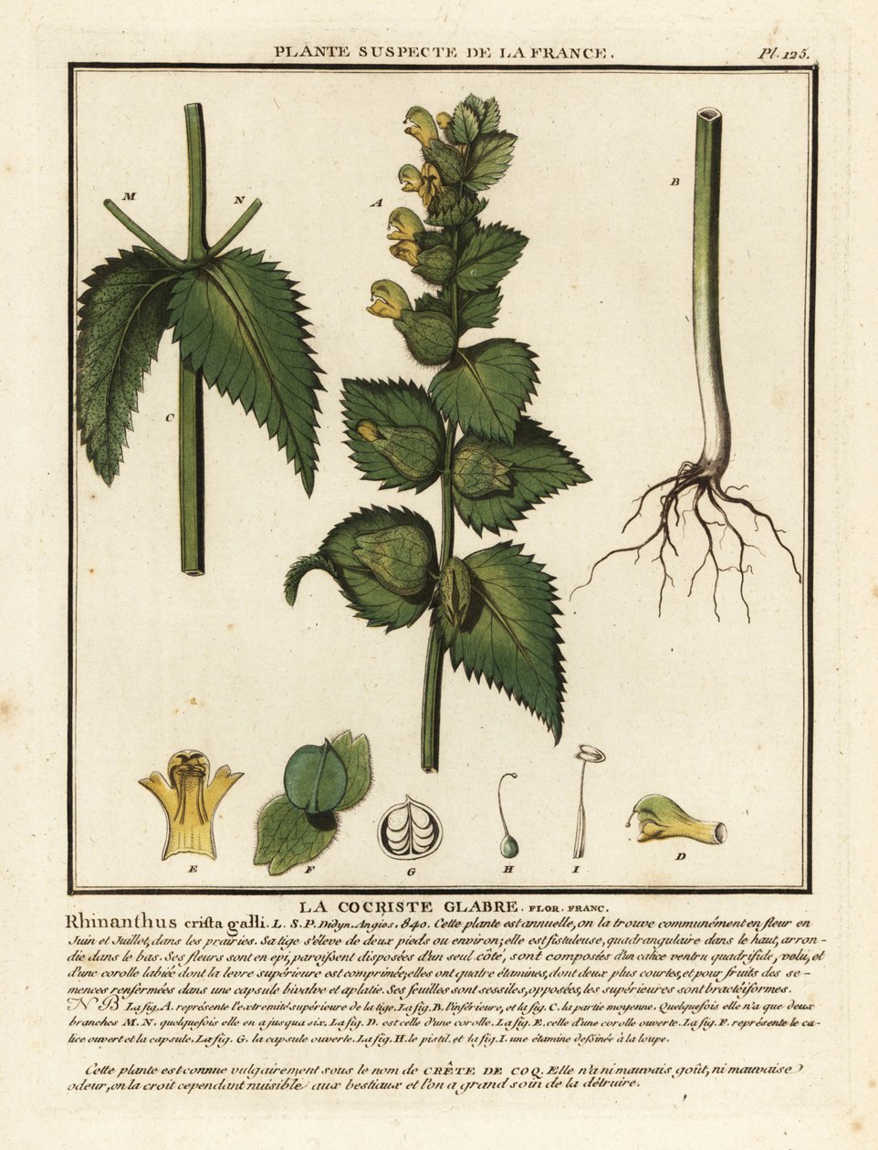 Grzebień koguta, Rhinanthus crista-galli. autorstwa Unbekannter Künstler