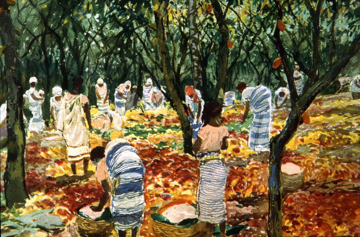 Zbiory kakao na Sao Tome, ok. 1910-20 (litografia kolorowa) autorstwa Unbekannter Künstler
