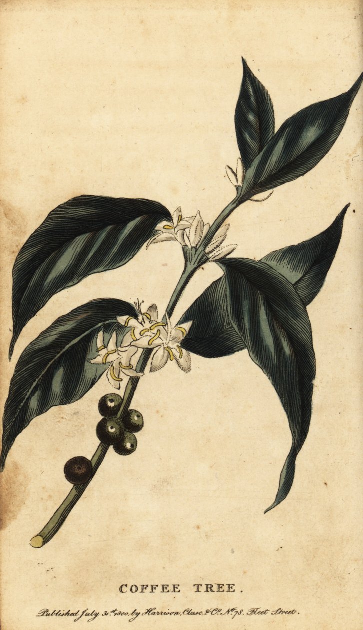 Kawowiec, kawa arabica. 1800 (grawerowanie) autorstwa Unbekannter Künstler