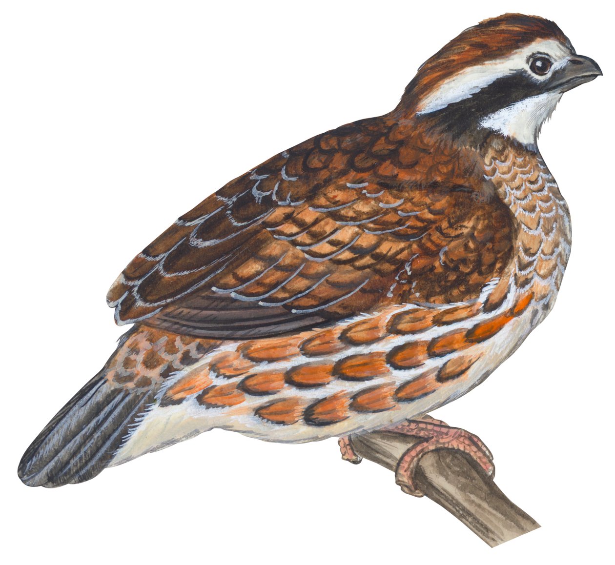 Colin de Virginia - Bobwhite (Colin virginianus) autorstwa Unbekannter Künstler