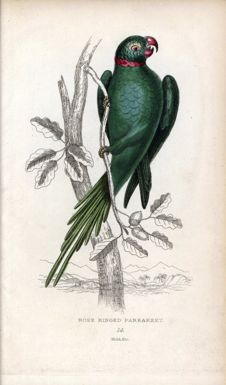 Papużka falista, Psittacula krameri. Psittacus torquatus. Litografia Josepha Kidda, na podstawie rysunku Johna Audubona, w Miscellany of Natural History: Parrots, Sir Thomas DiK Lauder and Captain Thomas Brown, opublikowanym w Edynburgu w Szkocji w 1833 ro autorstwa Unbekannter Künstler