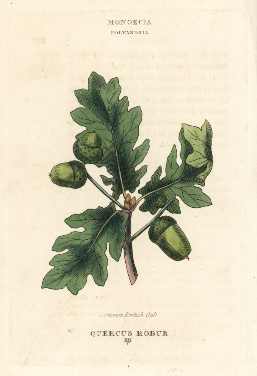 Brytyjski dąb szypułkowy Quercus robur. Ręcznie kolorowany miedzioryt według ilustracji Richarda Duppy z jego The Clours and Orders of the Linnaean System of Botany, Longman, Hurst, London. autorstwa Unbekannter Künstler