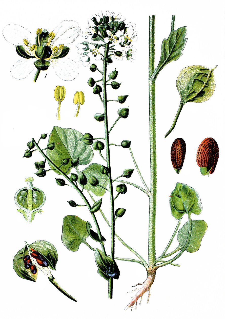 Szorstkowiec zwyczajny, Cochlearia officinalis autorstwa Unbekannter Künstler
