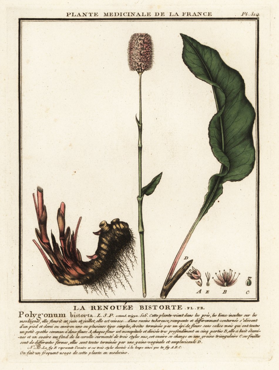 Bistorta pospolita, Persicaria bistorta. autorstwa Unbekannter Künstler