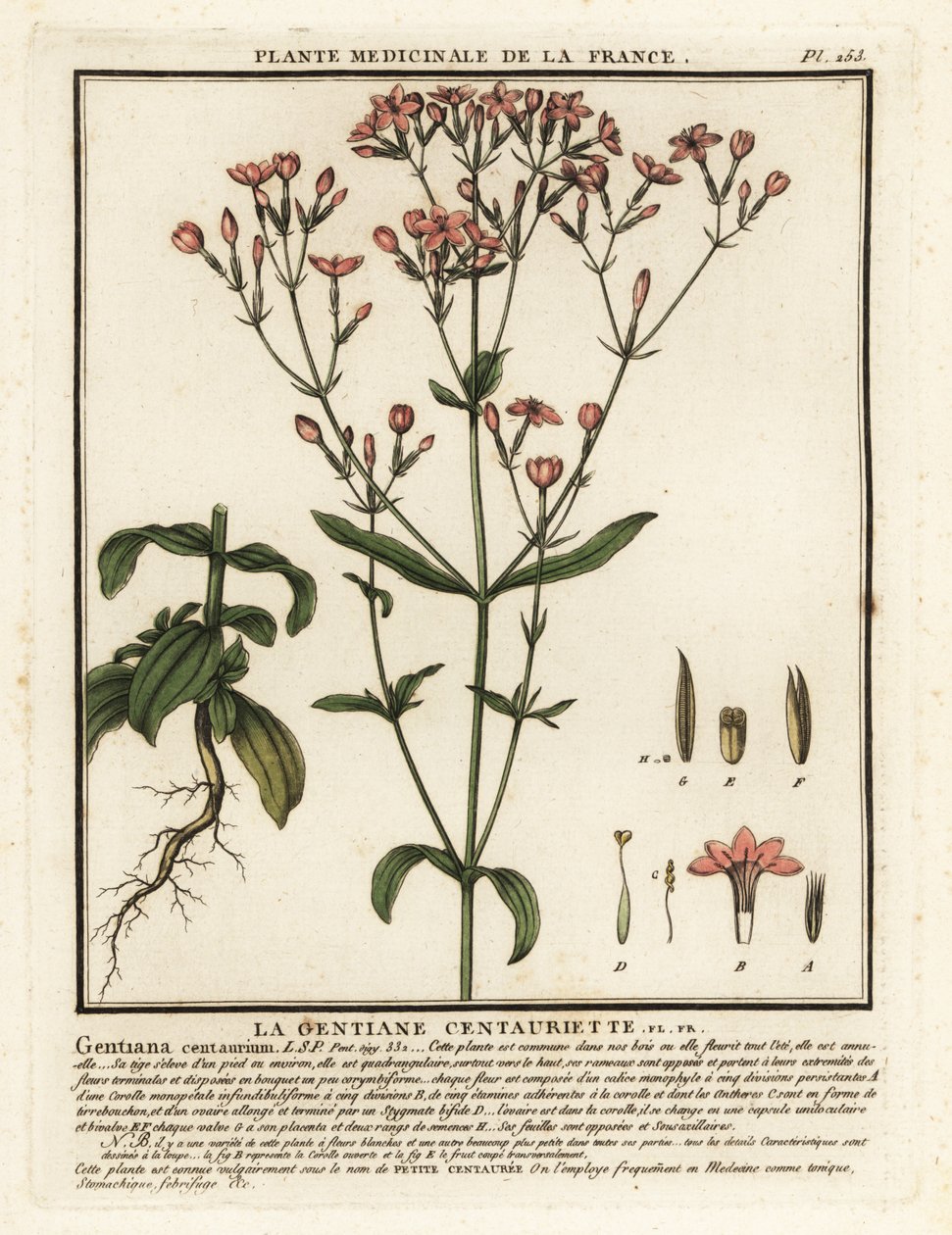 Wspólny wiek. Centaurium erythraea. autorstwa Unbekannter Künstler