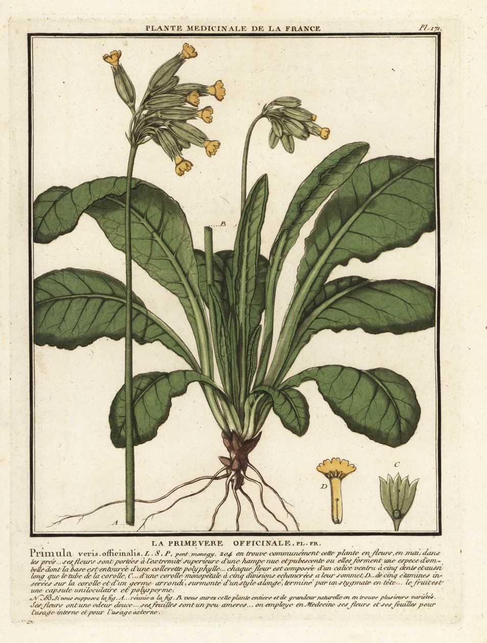Pierwiosnek pierwiosnek pierwiosnek pierwiosnek, Primula veris. autorstwa Unbekannter Künstler