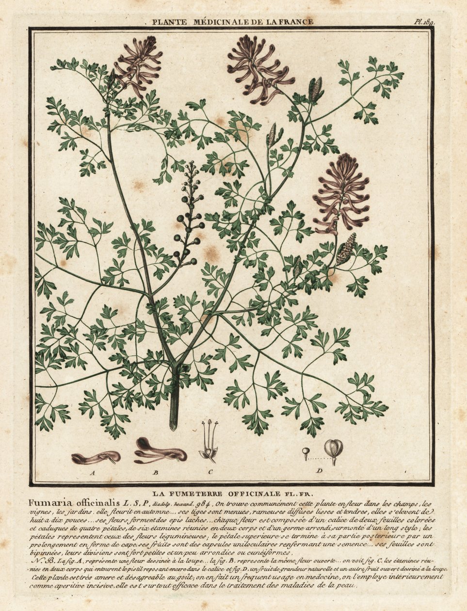 Fumitory pospolite, Fumaria officinalis. autorstwa Unbekannter Künstler