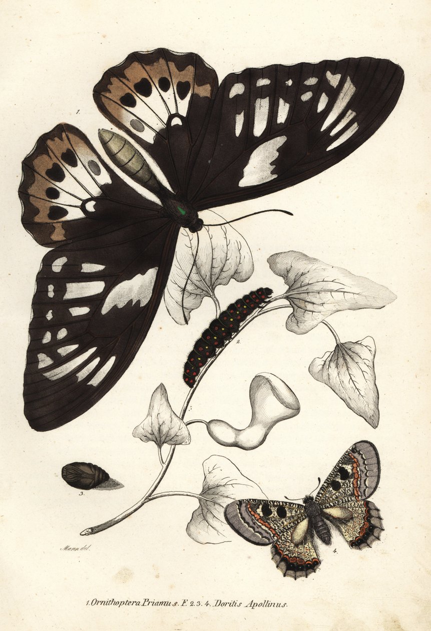 Ornithoptera priamus, motyl, gąsienica i poczwarka oraz Archon apollinus (Doritis apollinus). Ręcznie kolorowana litografia z Galerii Historii Naturalnej Georga Friedricha Treitschke, Naturhistorischer Bildersaal des Thi autorstwa Unbekannter Künstler