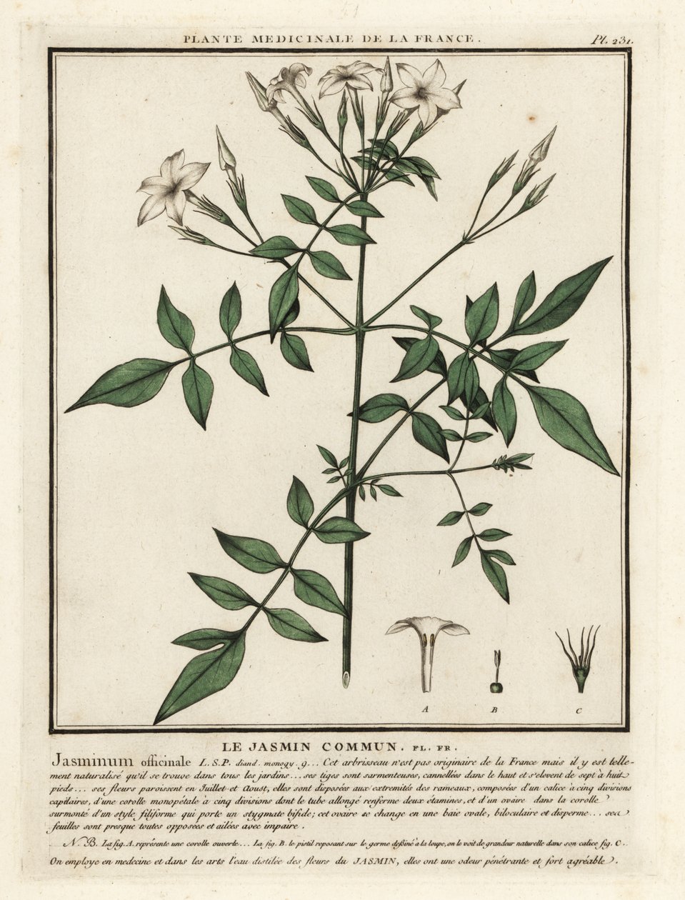Jaśmin zwyczajny, Jasminum officinale. autorstwa Unbekannter Künstler