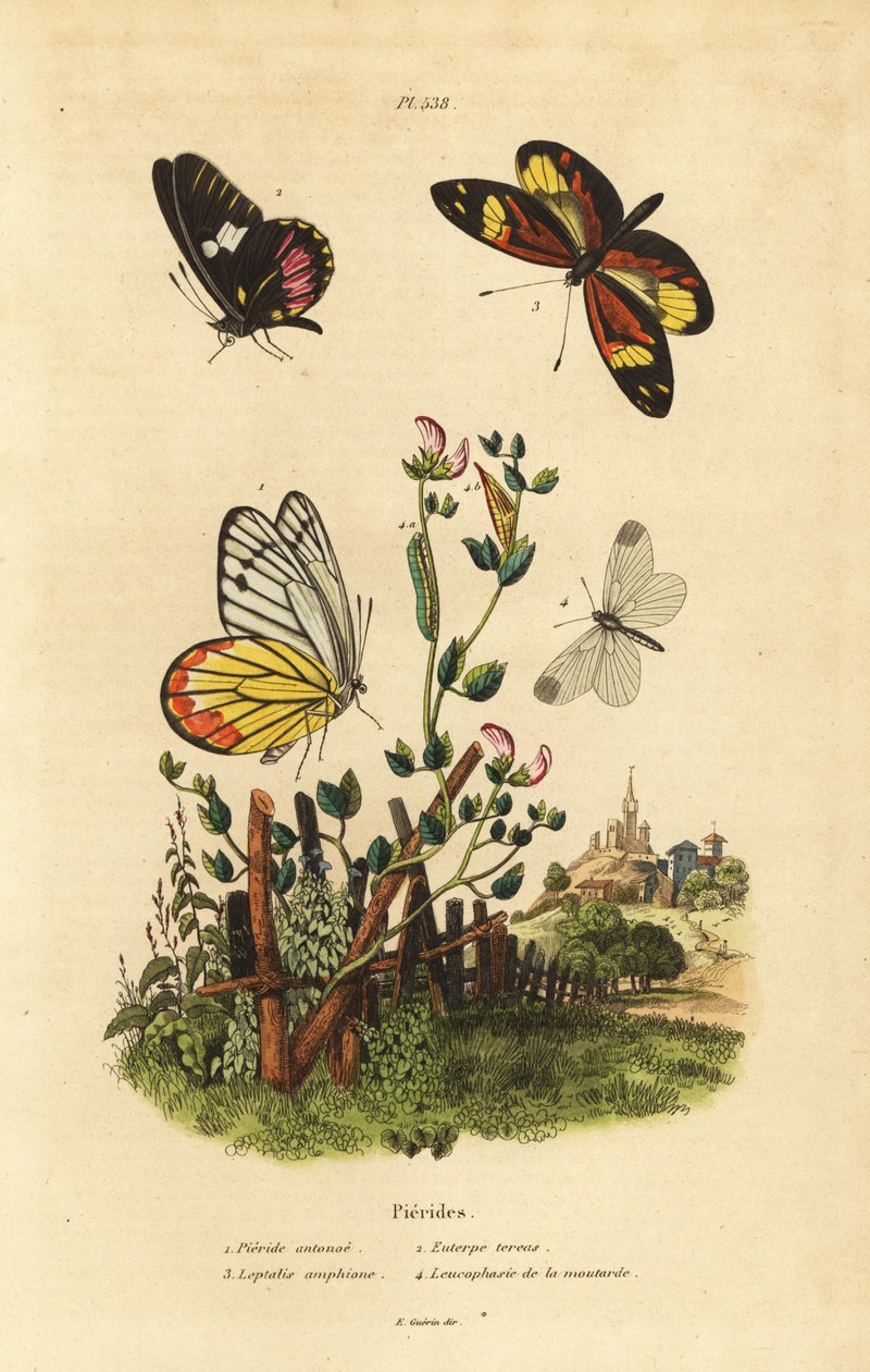 Jezebel pospolity, Delias eucharis 1, bydlęcy biały, Archonias brassolis 2, tygrys imitujący biel, Dismorphia amphione 3, drewno biały, Leptidea sinapis 4 autorstwa Unbekannt