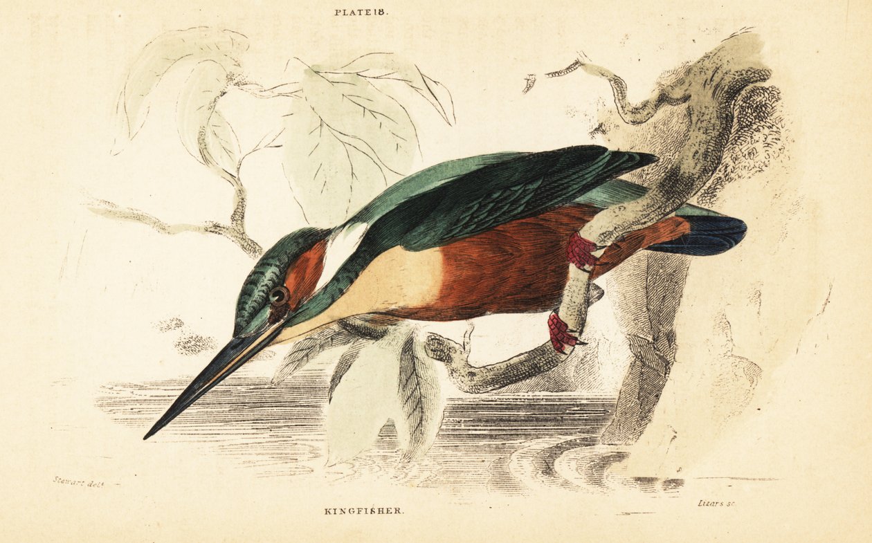 Zimorodek zwyczajny, Alcedo atthis. 1889 (grawerowanie) autorstwa Unbekannter Künstler