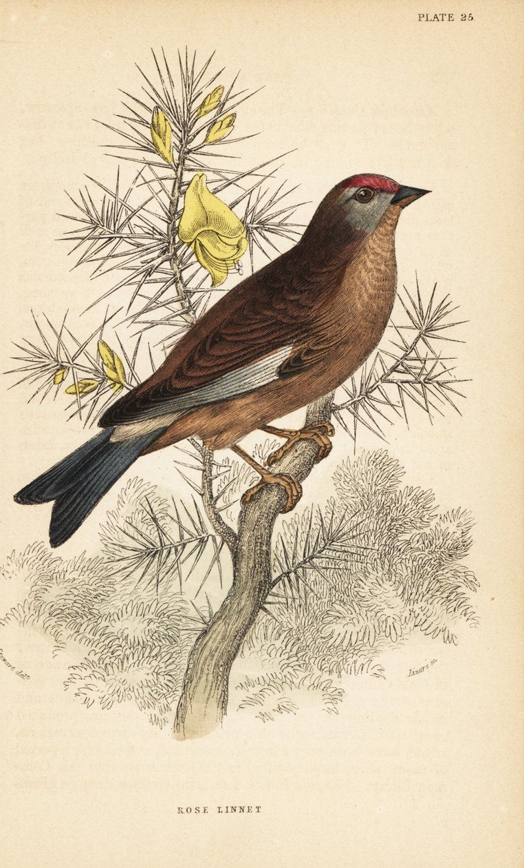 Linnet pospolity, Linaria cannabina, usadowiony na gałęzi.1889 (rycina) autorstwa Unbekannter Künstler