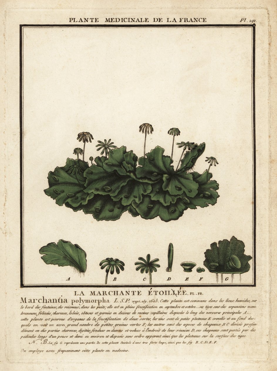 Przylaszczka pospolita, Marchantia polymorpha. autorstwa Unbekannter Künstler