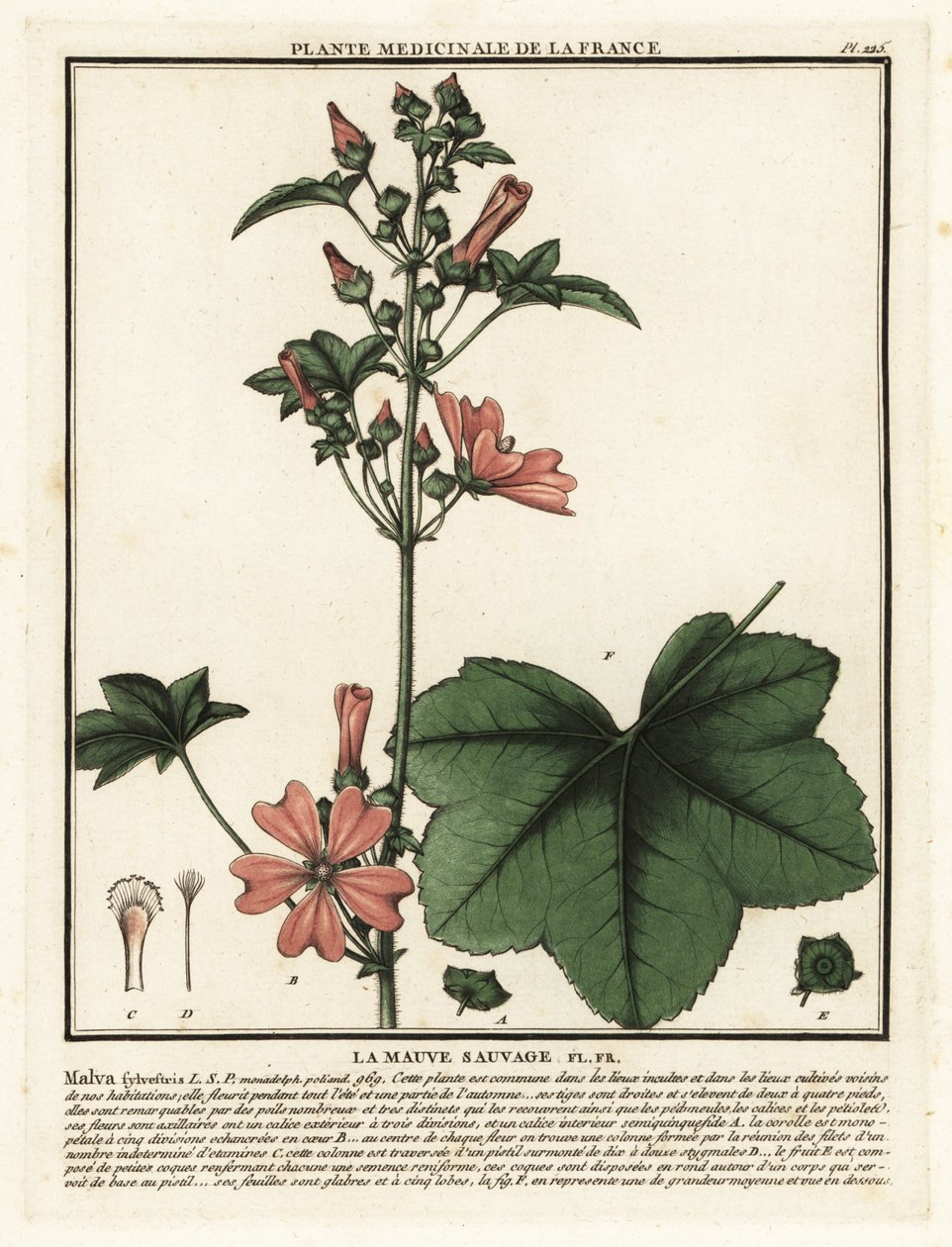 Malwa zwyczajna, Malva sylvestris. autorstwa Unbekannter Künstler
