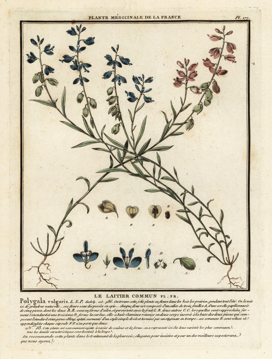 Milkwort zwyczajny, Polygala vulgaris. autorstwa Unbekannter Künstler