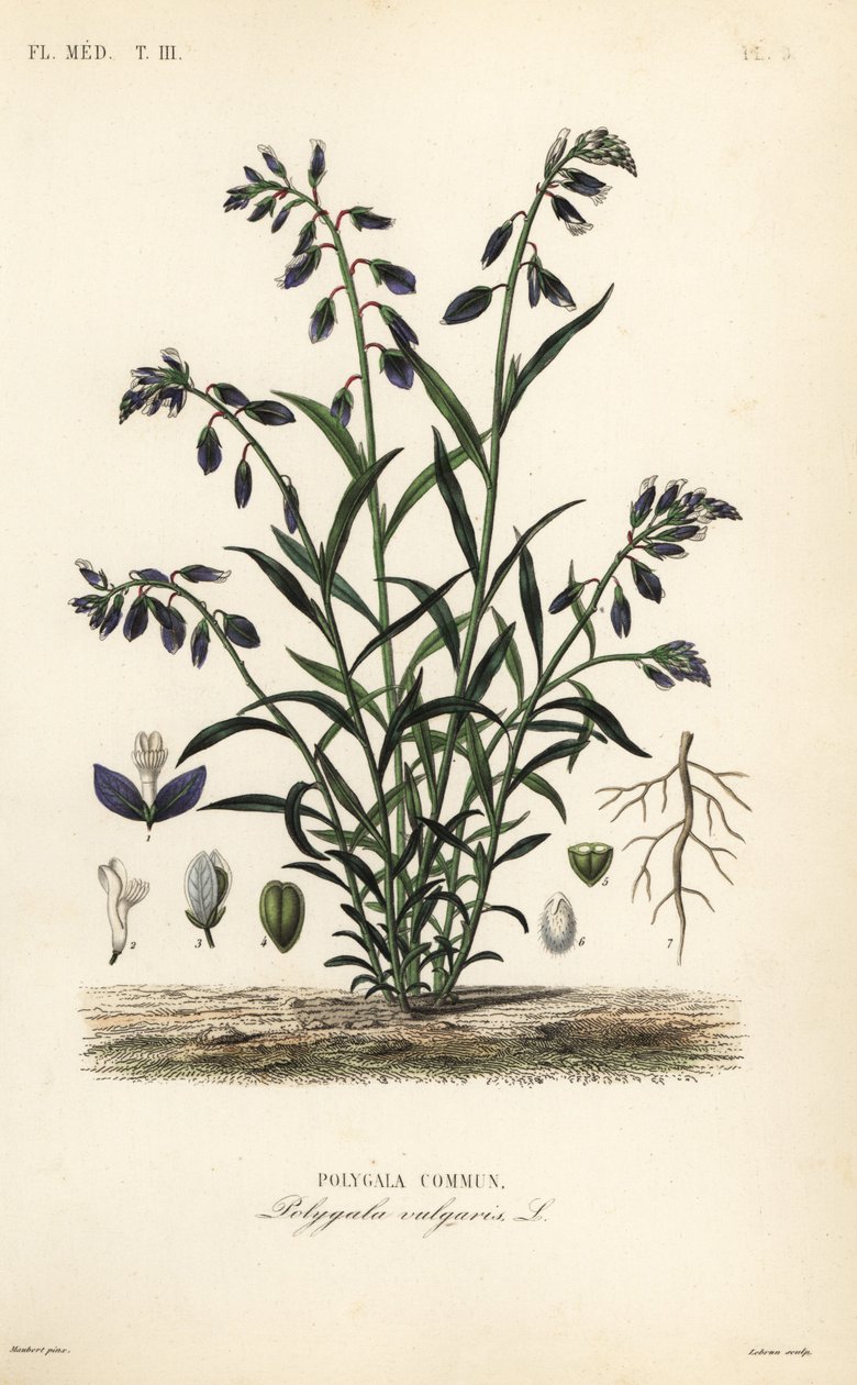 Milkwort zwyczajny, Polygala vulgaris, Polygala commun autorstwa Unbekannt