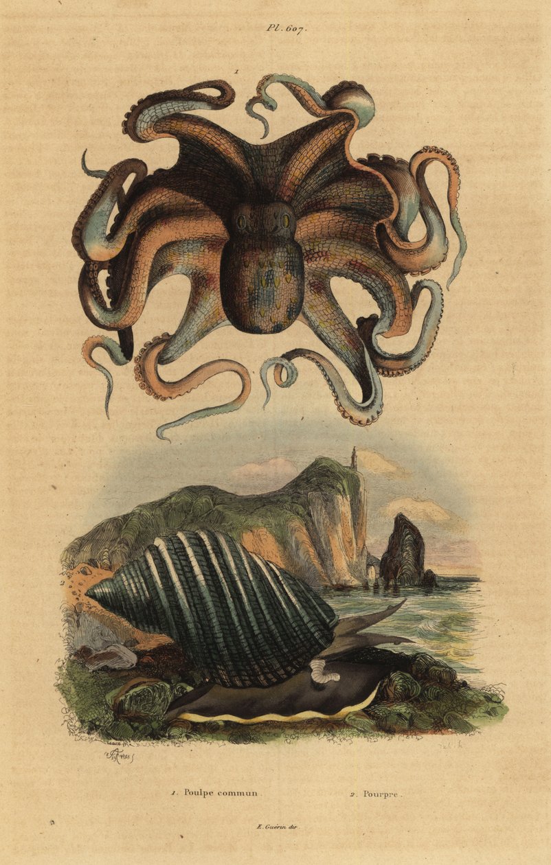 Ośmiornica zwyczajna, Octopus vulgaris 1 i ślimak morski, Dicathais orbita 2 autorstwa Unbekannt