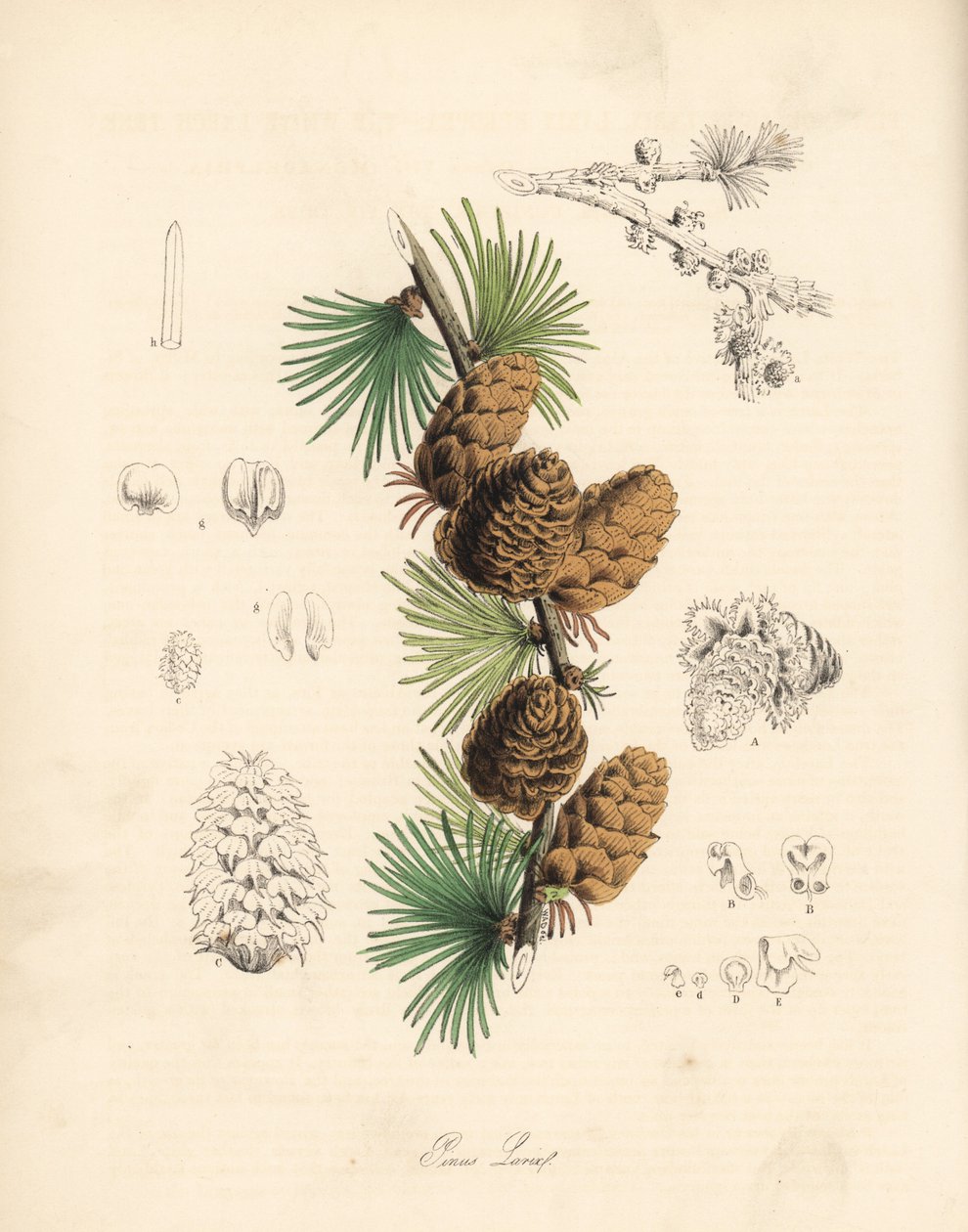 Modrzew europejski - Larix decidua (Larix europaea), liść, gałąź i szyszka. Ręcznie kolorowana cynkografia autorstwa C. Chabot narysowana przez pannę M. A. Burnett z jej "Plantae Utiliores: or Illustrations of Useful Plants", Whittaker, Londyn. autorstwa Unbekannter Künstler